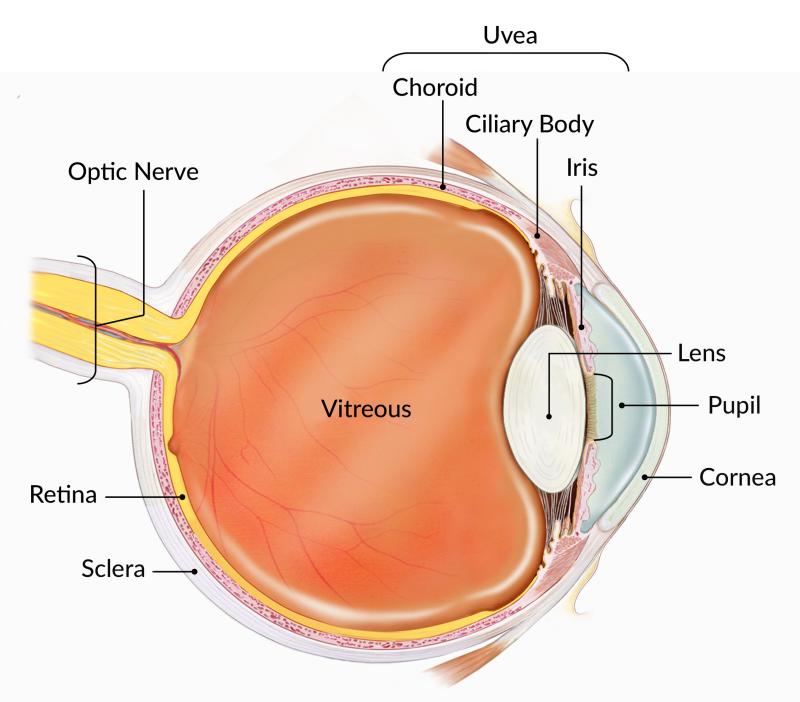 Diagram of the eye